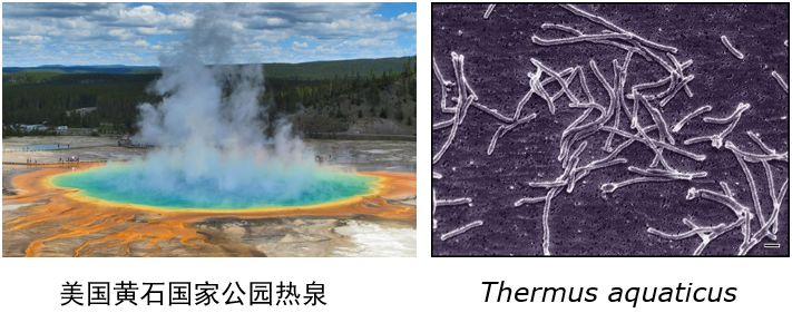 PCR核心Taq聚合酶知多少（1）