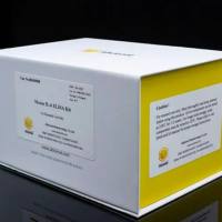 AKT1 Rabbit monoclonal Antibody