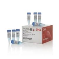 Gibco R25001 Zeocin™ 筛选试剂1.25ml