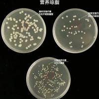Acinetobacter sp.