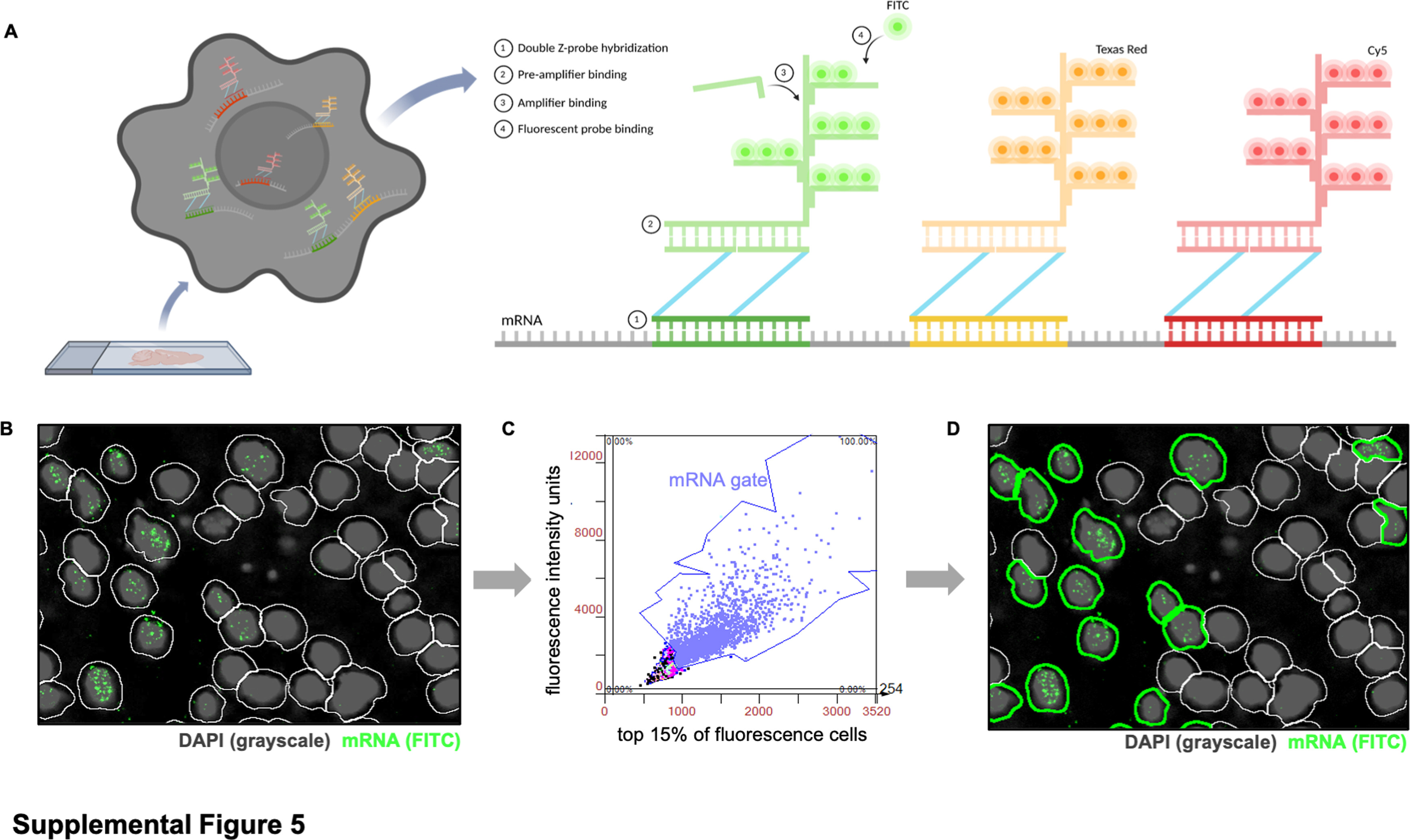 RNAScope技术借助TG平台，研究神经组织完整单细胞形态及分化影响