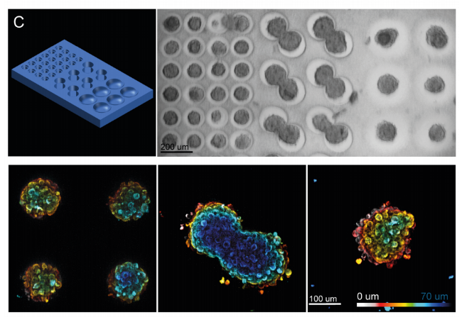 快速类器官组织微环境制备及检测系统