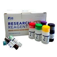 超敏型(飞克级)ECL化学发光试剂盒