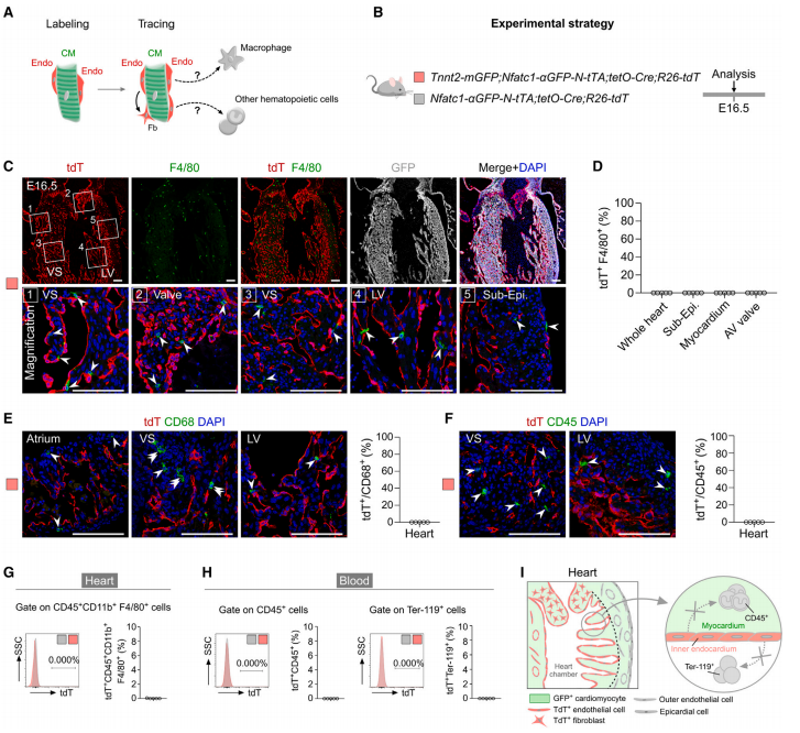 Dev Cell | 南模生物助力揭示心脏内皮细胞发育谱系