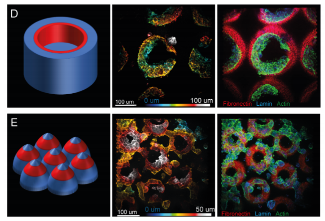 快速类器官组织微环境制备及检测系统