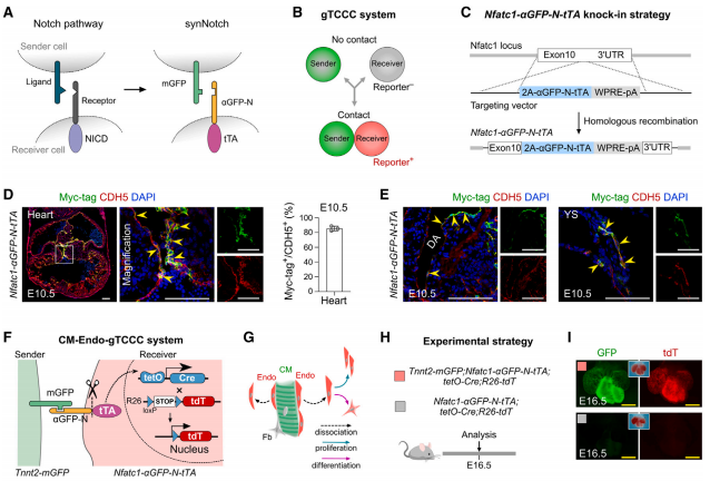 Dev Cell | 南模生物助力揭示心脏内皮细胞发育谱系