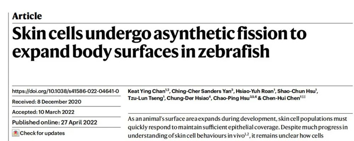 Nature丨一种新型的细胞分裂形式——斑马鱼浅表上皮细胞的“非合成裂变”！