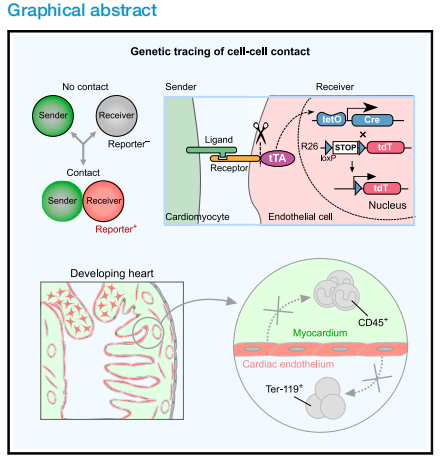 Dev Cell | 南模生物助力揭示心脏内皮细胞发育谱系