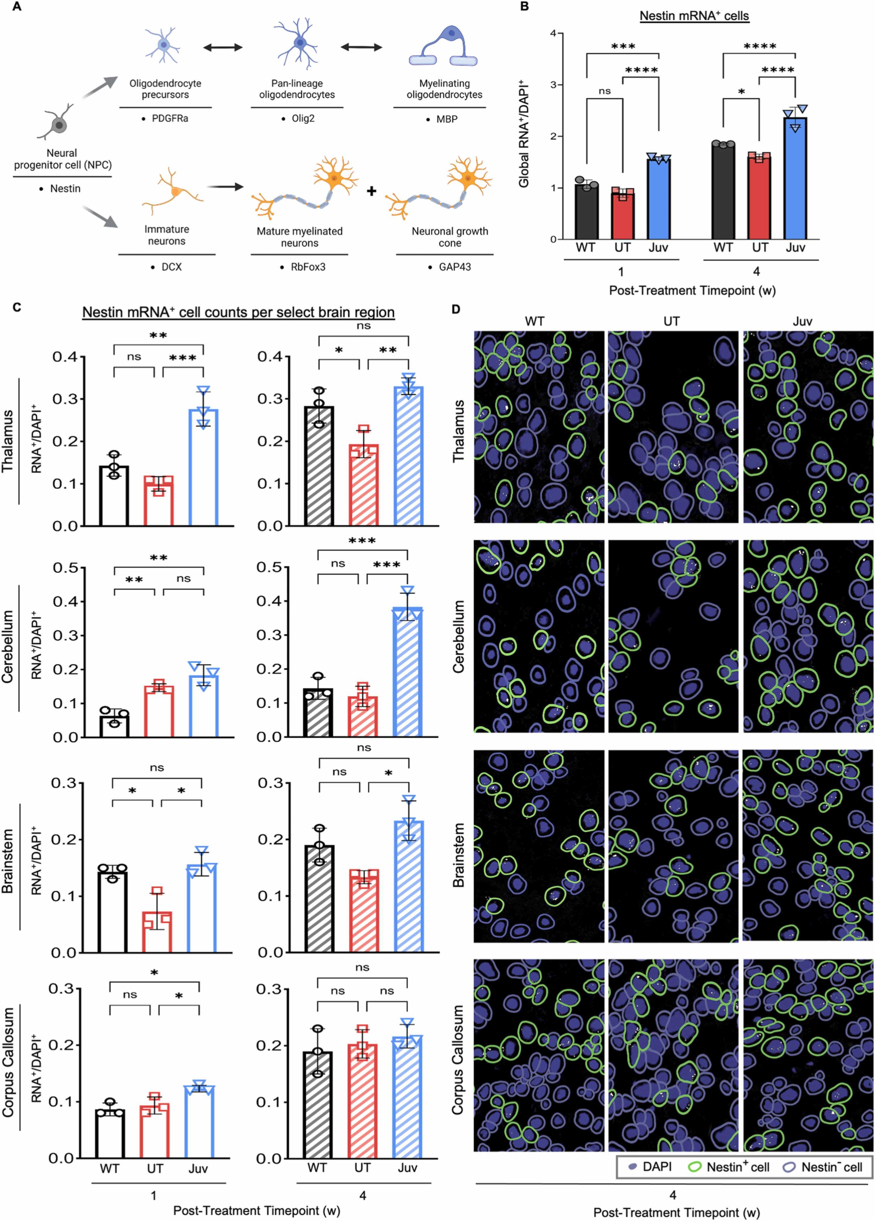 RNAScope技术借助TG平台，研究神经组织完整单细胞形态及分化影响