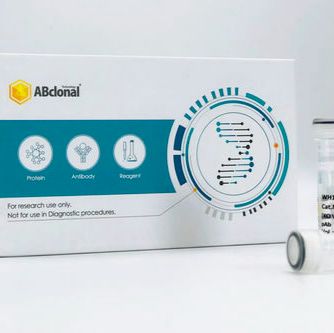 ABflo® 647 Rabbit anti-Human CD45 monoclonal Antibody