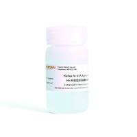 Ni-NTA琼脂糖凝胶 His标签蛋白琼脂糖纯化树脂