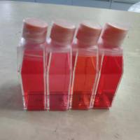 羊肾小管上皮细胞/免疫荧光鉴定/镜像绮点（Cellverse）