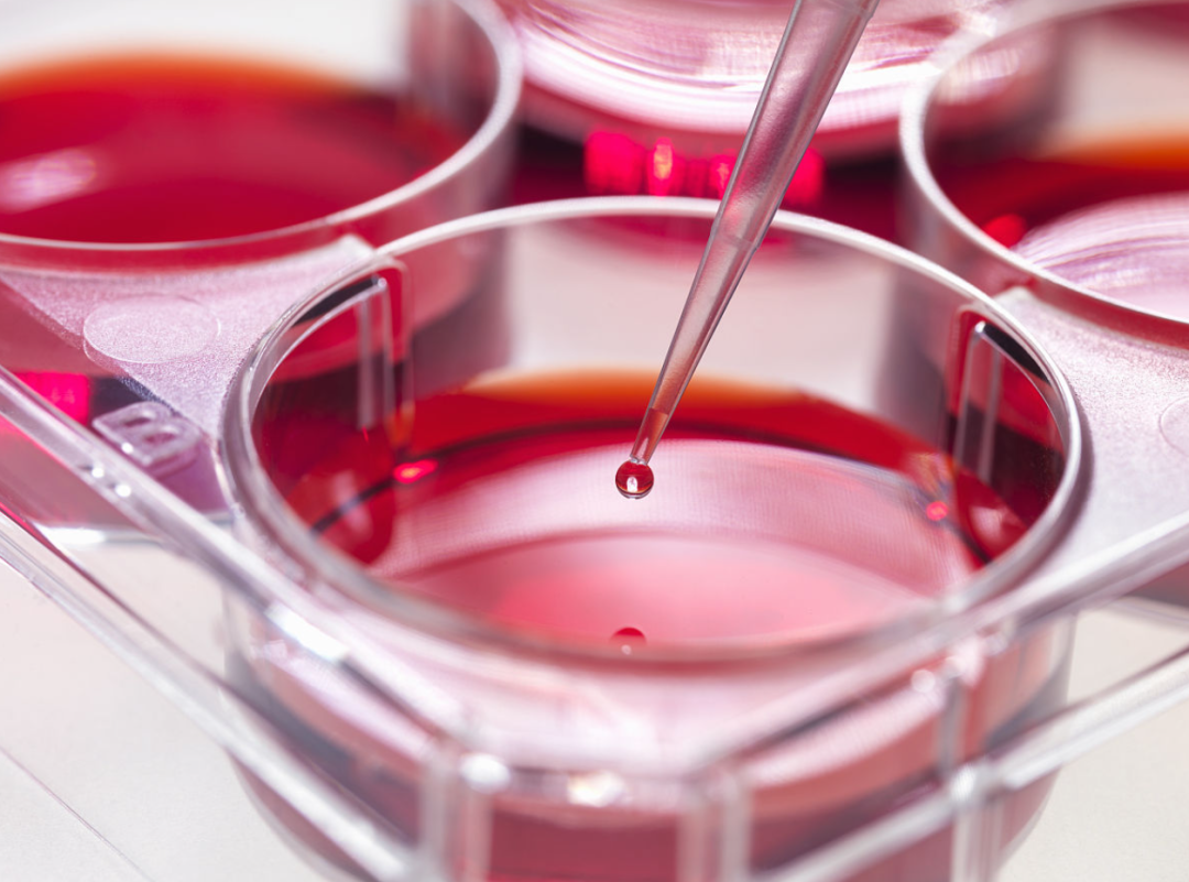 10种常用的商品化细胞培养基介绍