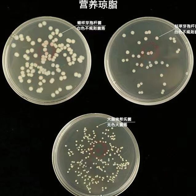 紫色孢囊杆菌