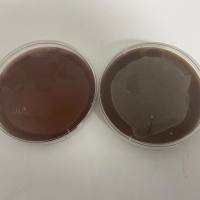 Myxococcus sp.