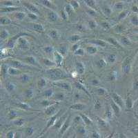 兔支气管成纤维细胞