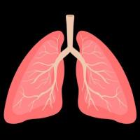 肺类器官