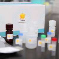 PON1 Rabbit Polyclonal Antibody