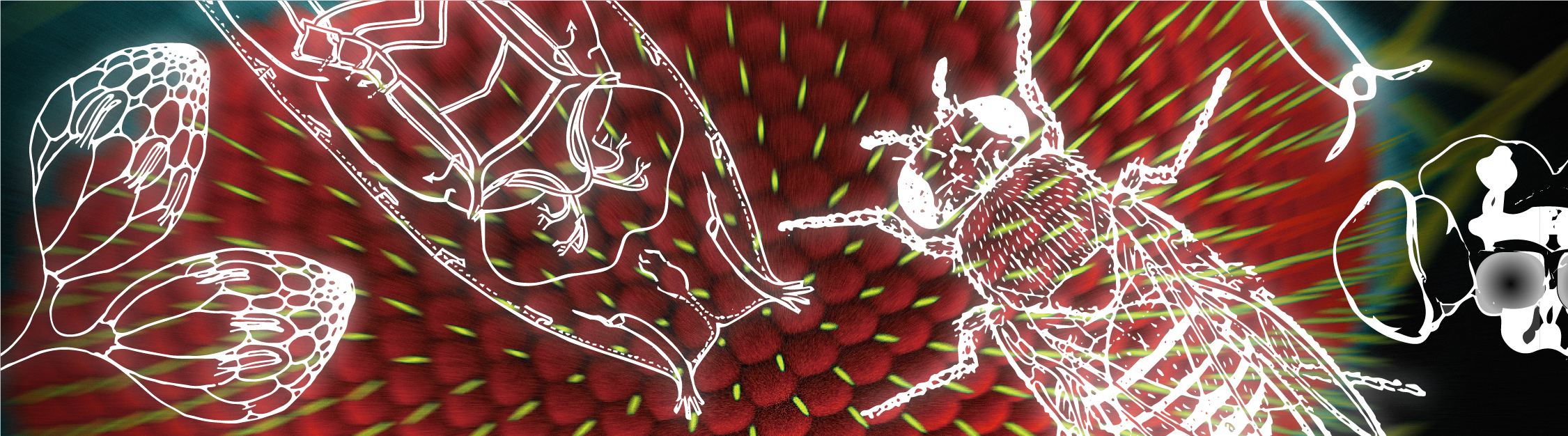 果蝇的无机磷酸盐代谢机制 - PXo小体的发现