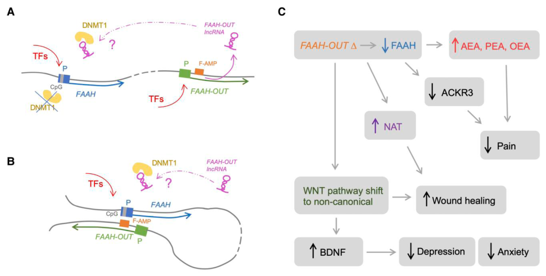lncRNA研究进展盘点丨20230601期
