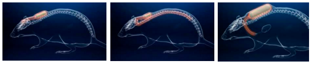 Alzet植入式胶囊渗透压泵  Alzet缓释给药胶囊