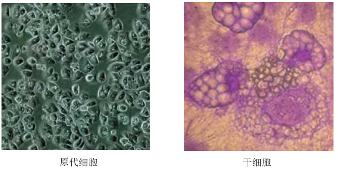 如何更便捷地订购 Kerafast的细胞