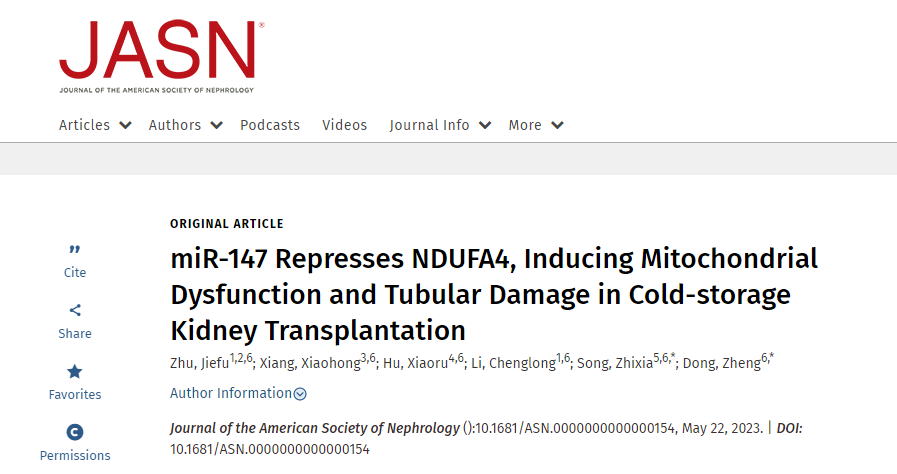 JASN丨miR-147介导冷藏肾移植的线粒体功能障碍和肾小管损伤