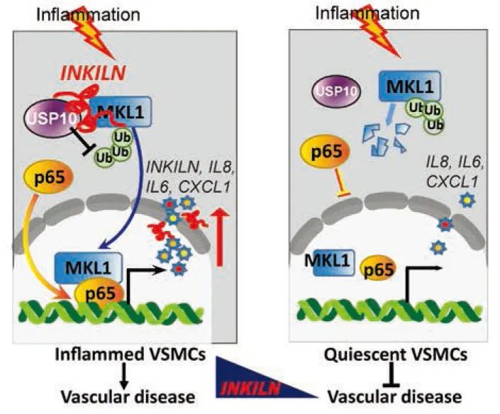 lncRNA研究进展盘点丨20230524期