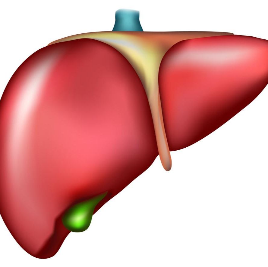 肝脏类器官