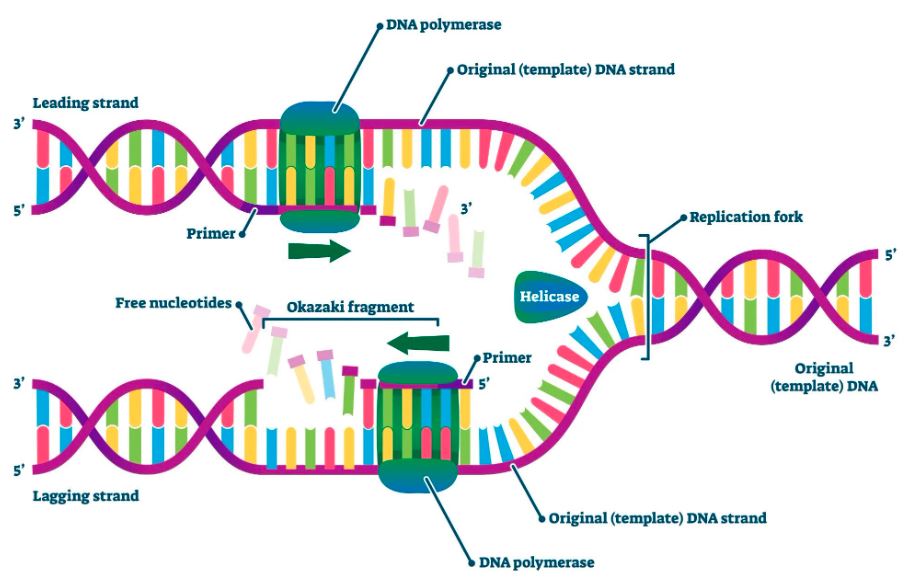 【推荐】PCR核心Taq聚合酶知多少（2）
