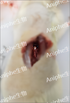 疾病模型 | 脊髓损伤动物模型怎么做？赶紧收藏起来~