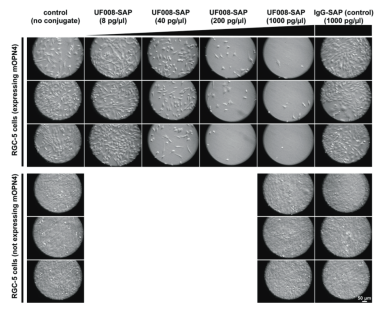 艾美捷Melanopsin-SAP特异性制备及相关用途介绍