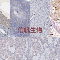免疫组化实验代测，IHC实验代测