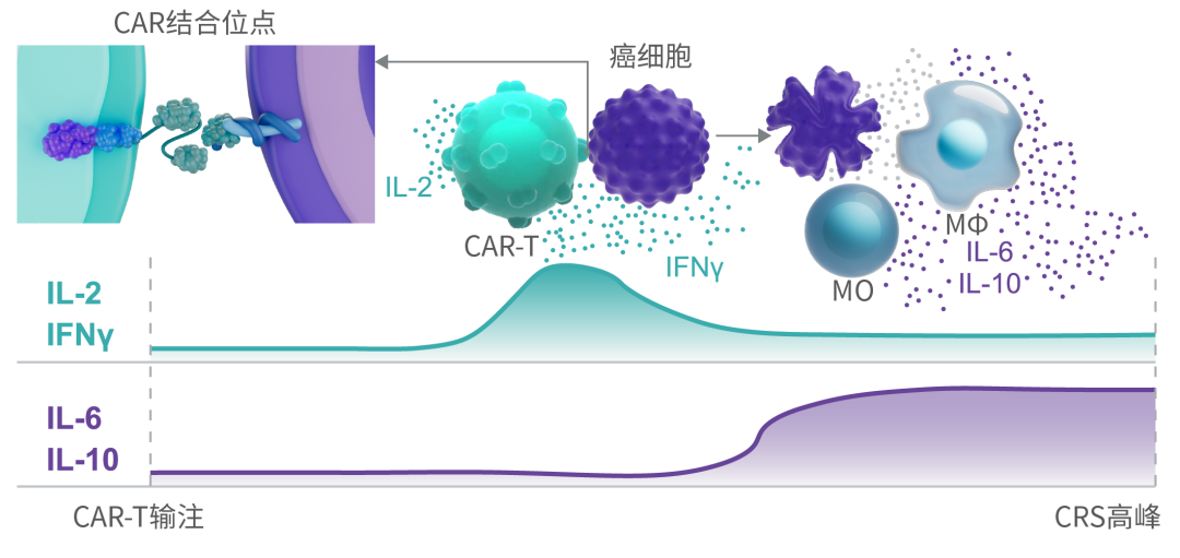 干货 | CRS细胞因子检测