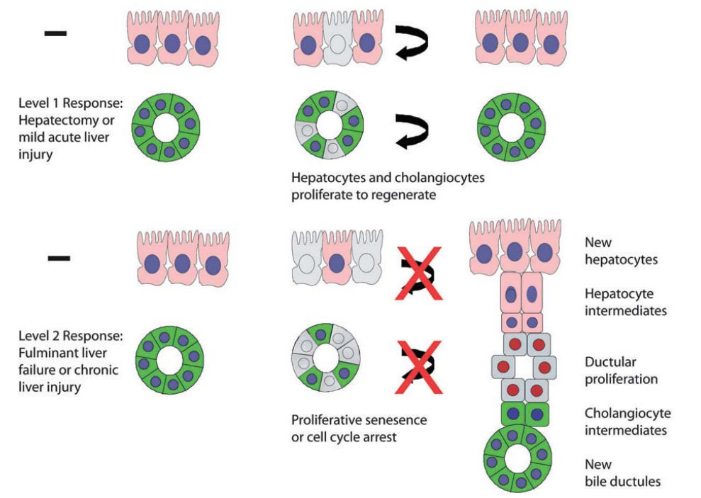 疾病模型 | 肝切除/肝缺血模型的建立方法！