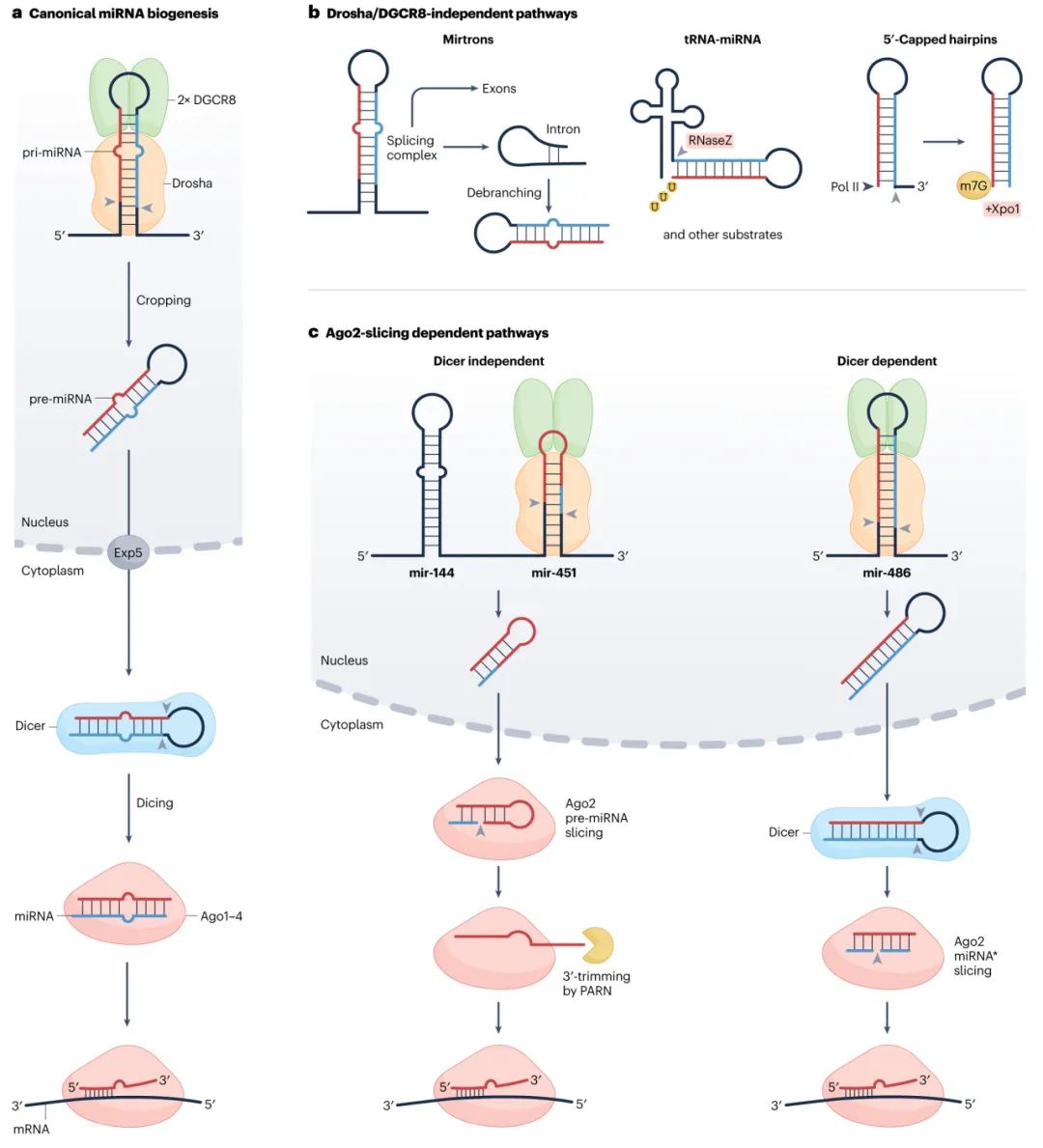 miRNA研究进展盘点丨20230704期