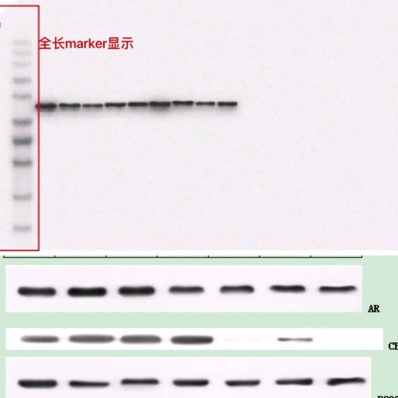 Western Blot技术服务,WB免疫印迹实验代测