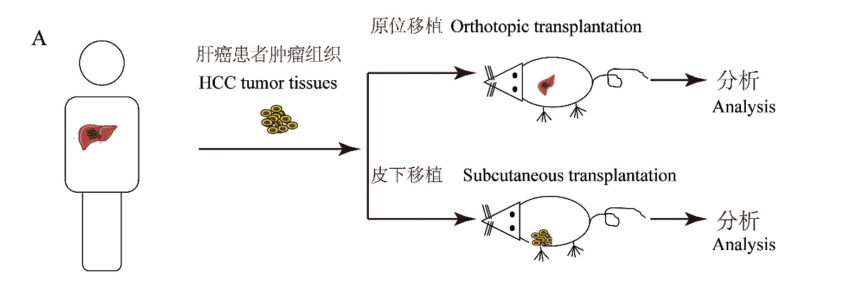 疾病模型 | 一文了解小鼠肝脏原位肿瘤模型