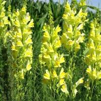 柳穿鱼叶苷检测_柳穿鱼叶苷含量测定