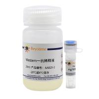 Atg7抗体(兔多抗)