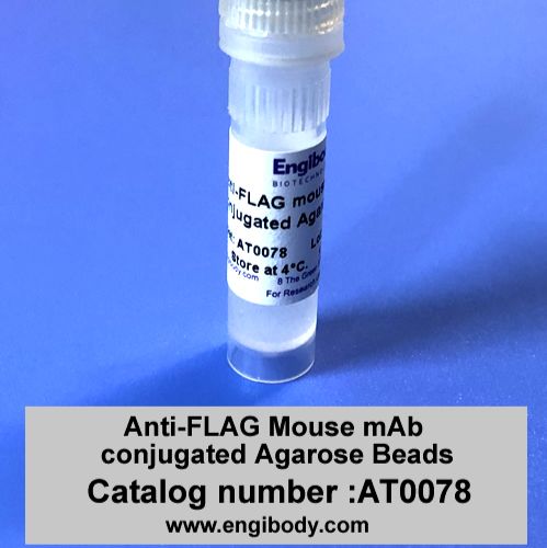 flag抗体琼脂糖珠（anti-flag affinity gel）限时大特价1200元