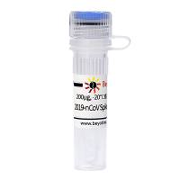 2019-nCoV Spike Protein RBD (E484K)