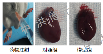 「心力衰竭动物模型」的建立方法及评价