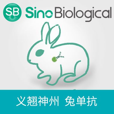SIGNR1 / CD209b 兔单抗