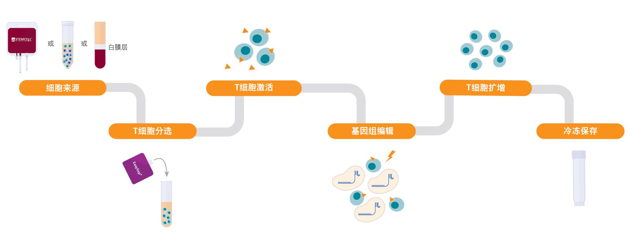 无血清、无异源、性能稳定！ImmunoCult™-XF T细胞扩增培养基