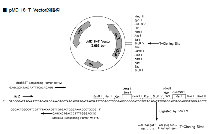 Vector Takaran TAKARA 6011 pMD18-T Vector Cloning Kit 价格_品牌:TAKARA -丁香通