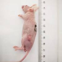 裸鼠成瘤模型_小鼠成瘤模型构建_动物疾病模型