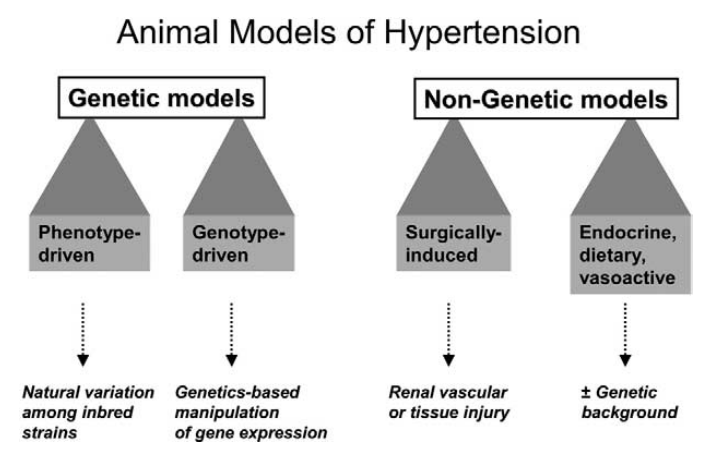 总结 | 高血压动物模型的构建及应用概况
