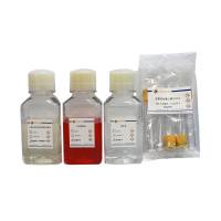 小鼠外周血淋巴细胞分离试剂盒