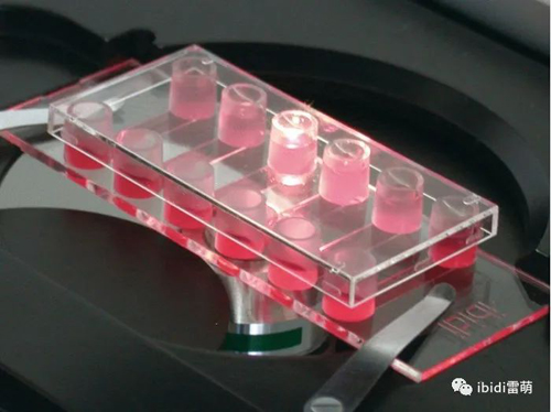 使用 ibidi µ-Slide VI 0.4简便快捷、四步搞定 |免疫荧光实验方案